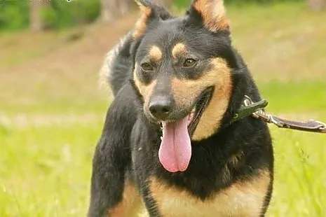 Nala - cudowna i kochana SUNIA czeka na dom,  wiel