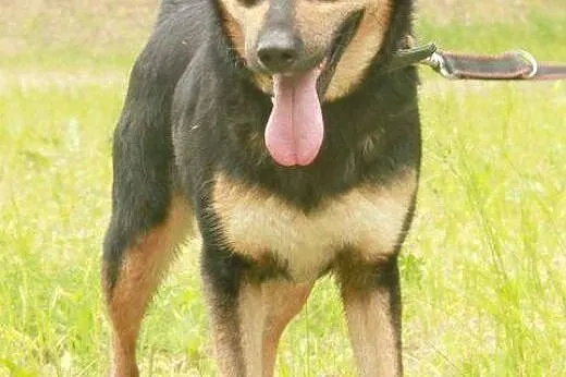 Nala - cudowna i kochana SUNIA czeka na dom,  wiel
