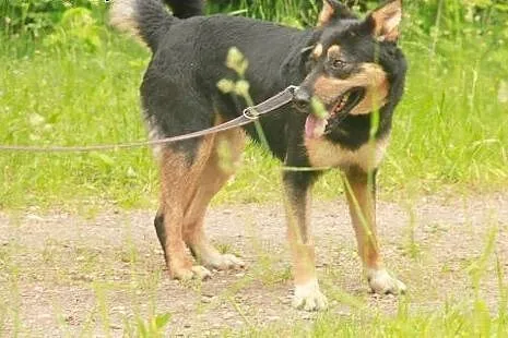 Nala - cudowna i kochana SUNIA czeka na dom,  wiel