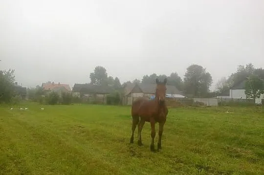Qusin / stanówka = dobry wybór