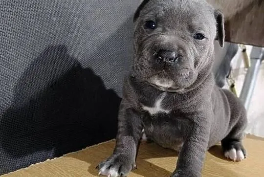 American PitBull Terrier, Podkarpackie, Żupawa