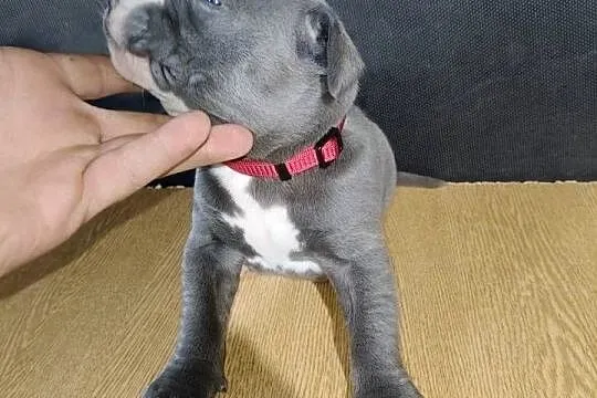 American PitBull Terrier, Podkarpackie, Żupawa