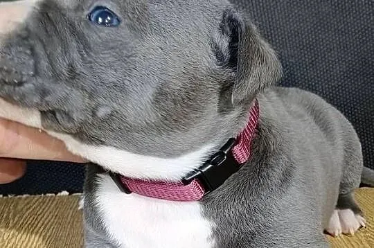 American PitBull Terrier, Podkarpackie, Żupawa