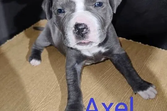 American PitBull Terrier, Podkarpackie, Żupawa