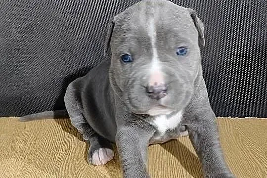 American PitBull Terrier, Podkarpackie, Żupawa