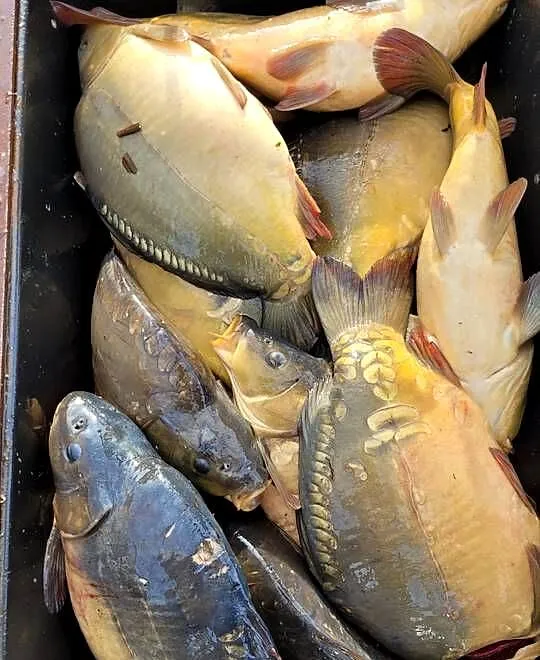 Karp handlowy - HURT, Dolnośląskie, Spalice