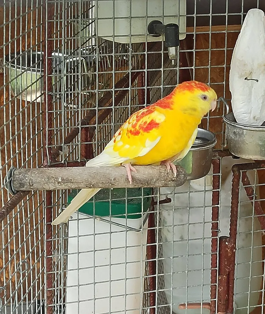 Świergotki orange rubino, Podkarpackie, Przemyśl