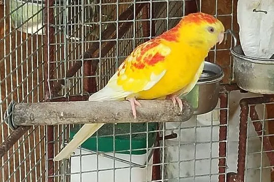 Świergotki orange rubino, Podkarpackie, Przemyśl