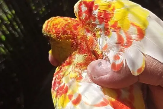 Świergotki orange rubino, Podkarpackie, Przemyśl