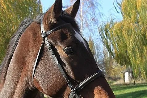 MŁODY PERSPEKTYWICZNY KOŃ DO SPORTU!, , Buk