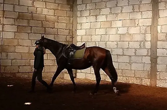 MŁODY PERSPEKTYWICZNY KOŃ DO SPORTU!, , Buk
