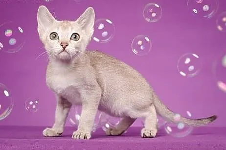Koty Singapurskie najmniejsze koty świata,  śląski