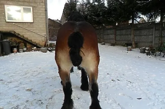 Koń Zimnokrwisty