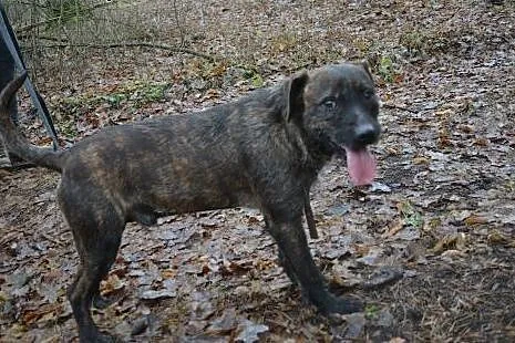 Żywiołowy BRUTUS BARDZO PILNIE SZUKA DOMU!!!,  łód