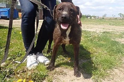 Żywiołowy BRUTUS BARDZO PILNIE SZUKA DOMU!!!,  łód