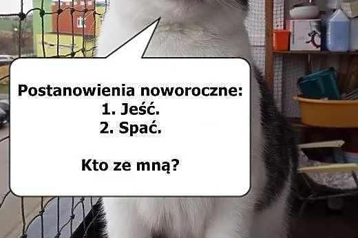 Towarzyska młoda kotka Słoninka,  dolnośląskie Wro, Wrocław