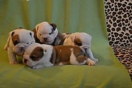 Buldog angielski puppies with pedigree for sale,  
