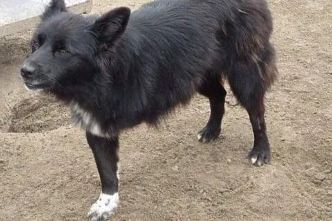 Trójłapka Teri szuka domu!,  Kundelki cała Polska