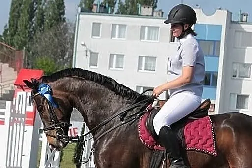 Urodziwy wałach z lini Orkisza Polecam!