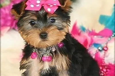 Yorkshire Terrier