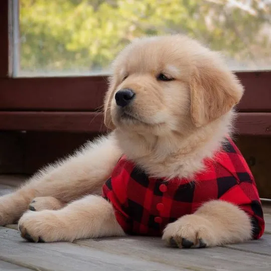 Mamy dwa urocze szczenięta rasy golden retriever na sprzedaż.
