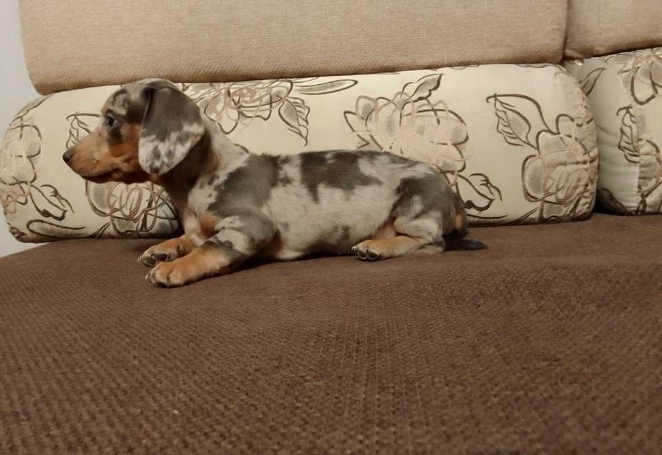 Jamnik Blue merle suczka, Mazowieckie, Żyrardów | OGŁOSZENIA ZOOMIA