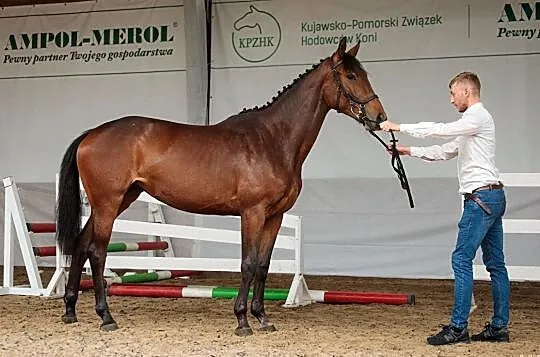 Przyszłościowa klacz do skoków Magnum vd Bisschop x Stalypso x Nurjev, , Lipka