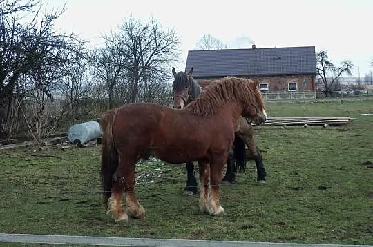 Sprzedam OGRA