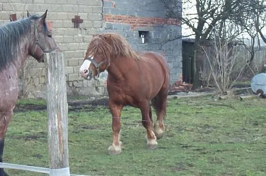 Sprzedam OGRA