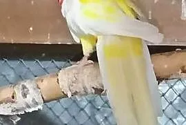 Rozella białolica