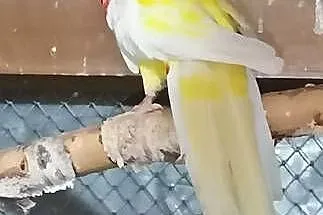 Rozella białolica