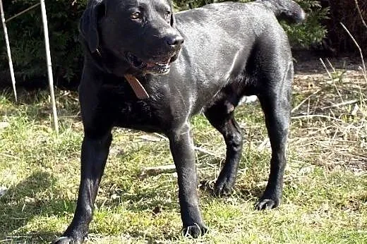 Kary cudny labrador czeka w schronisku ,  łódzkie Łódź
