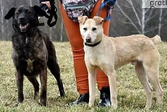 Młody pełen optymizmu piesek szuka pilnie domku, Wielkopolskie, Poznań