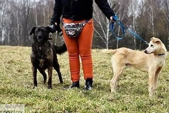 Młody pełen optymizmu piesek szuka pilnie domku, Wielkopolskie, Poznań