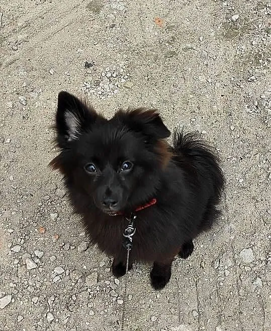 Pomeranian / szpic miniaturowy czarny 6 miesięcy, rodowód, wyprawka!, Łódzkie, Łódź