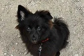 Pomeranian / szpic miniaturowy czarny 6 miesięcy, rodowód, wyprawka!