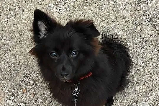 Pomeranian / szpic miniaturowy czarny 6 miesięcy, rodowód, wyprawka!, Łódzkie, Łódź