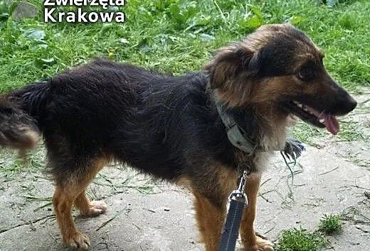 Misiek czeka na dobry los, małopolskie Kraków