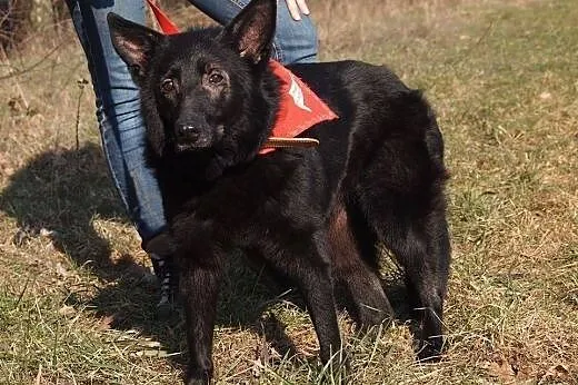 Sunia Abra ok 10 lat w typie owczarka belgijskiego