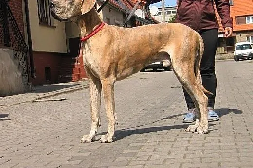 Wandi-dog niemiecki do adopcji,  śląskie Zabrze