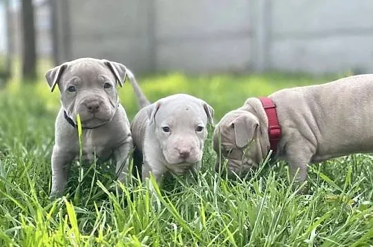 Pitbull XXL lilac – tylko 4 szczeniaki! (hodowla z pasją)