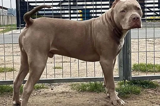 Pitbull XXL lilac – tylko 4 szczeniaki! (hodowla z pasją), Opolskie, Opole