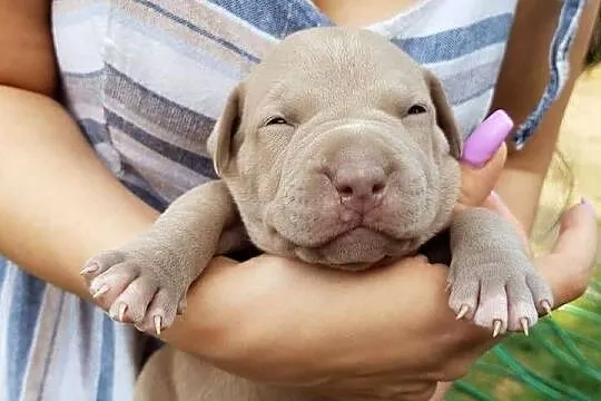 Pitbull XXL lilac – tylko 4 szczeniaki! (hodowla z pasją), Opolskie, Opole