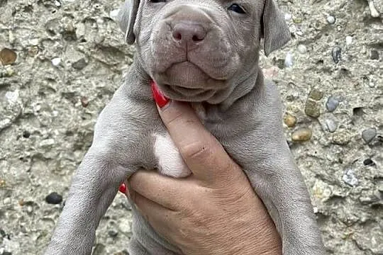 Pitbull XXL lilac – tylko 4 szczeniaki! (hodowla z pasją), Opolskie, Opole