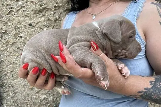 Pitbull XXL lilac – tylko 4 szczeniaki! (hodowla z pasją), Opolskie, Opole