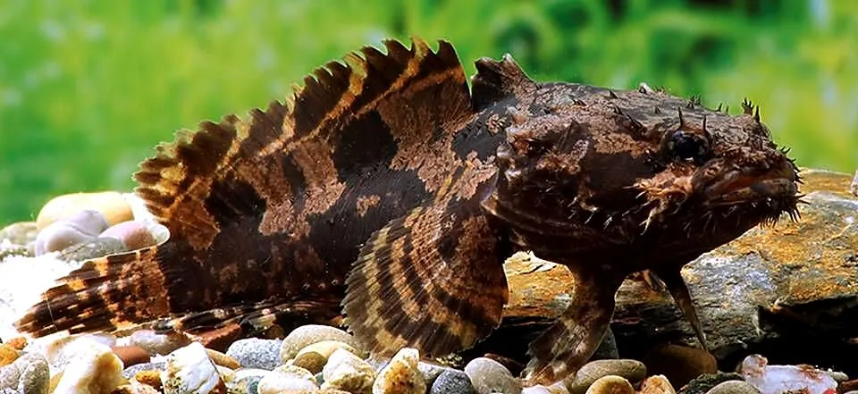 Batrach kwiczący - Allenbatrachus grunniens - RARYTAS, Pomorskie, Gdańsk