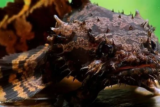 Batrach kwiczący - Allenbatrachus grunniens - RARYTAS, Pomorskie, Gdańsk