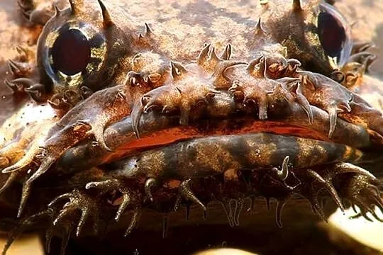 Batrach kwiczący - Allenbatrachus grunniens - RARYTAS, Pomorskie, Gdańsk
