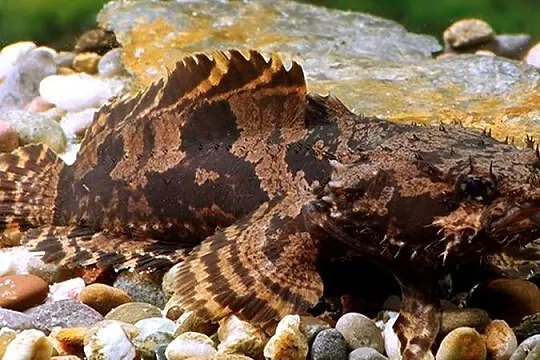 Batrach kwiczący - Allenbatrachus grunniens - RARYTAS, Pomorskie, Gdańsk
