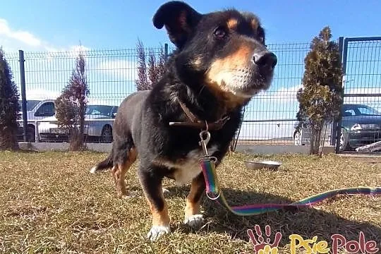 PĘDZELEK-nieduży, ciekawski podpalany psiak-5 lat w schronisku, prosimy o dom, Małopolskie, Kraków